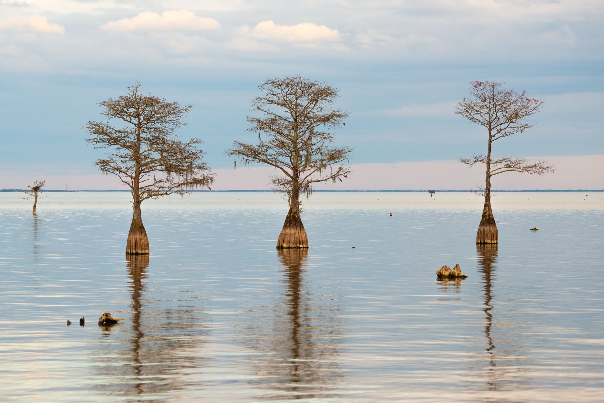 Three bare cypress trees standing in calm water, reflecting against a pale blue sky.