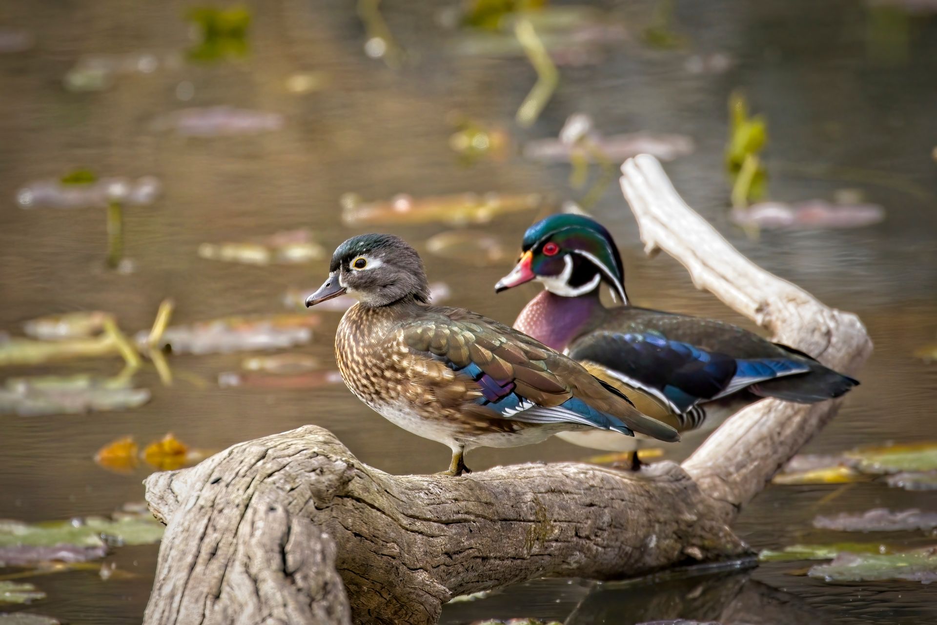 Two wood ducks are sitting on a log in the water.