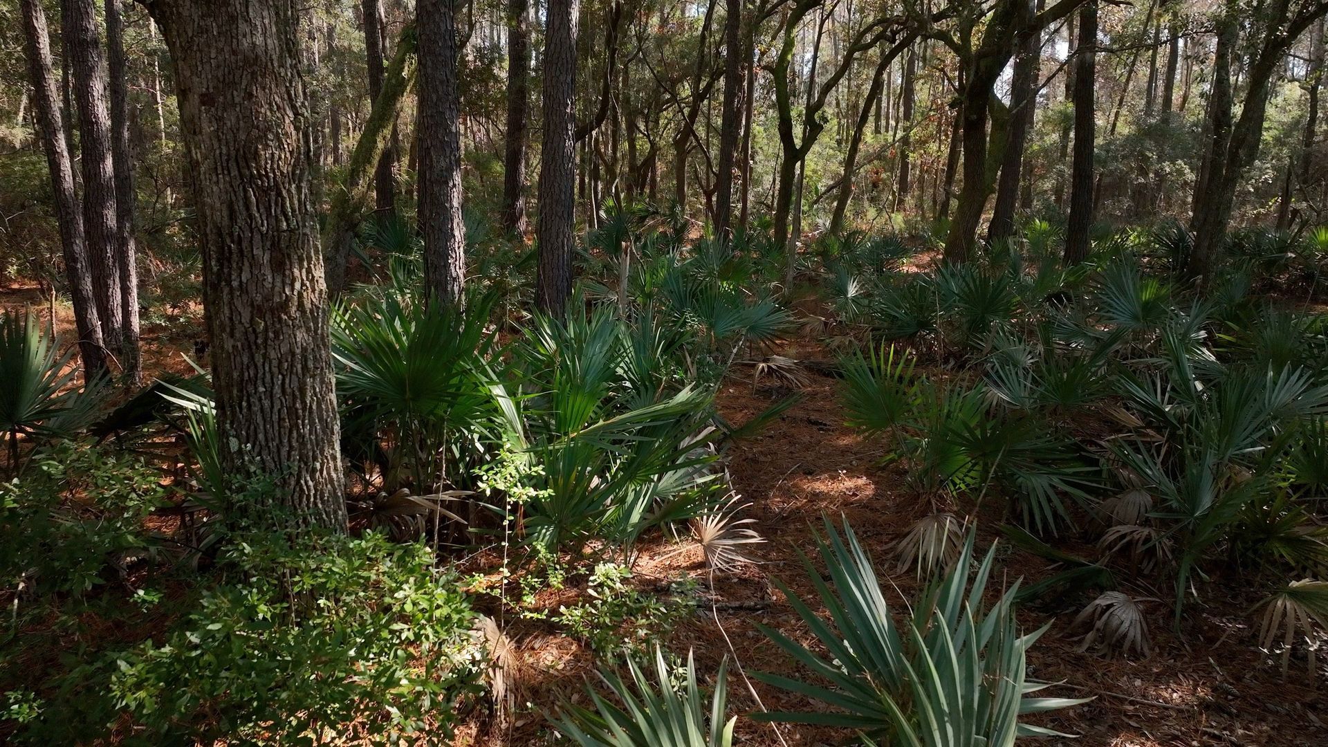 A path in the middle of a forest surrounded by trees and plants.