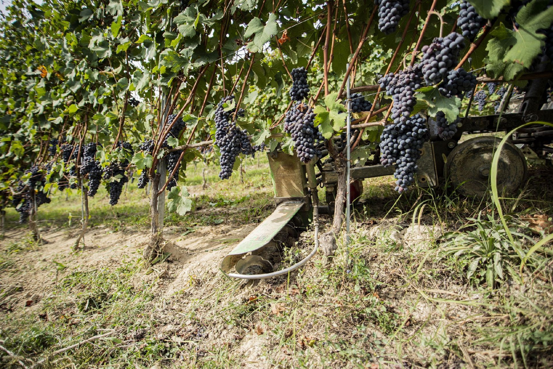 diserbo meccanico BCM tech Cuneo