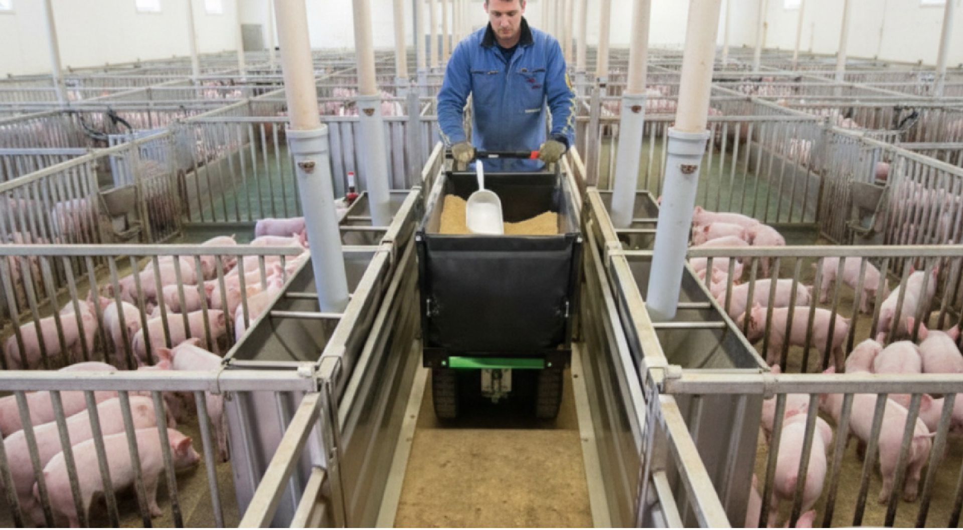 allevamento motocarriola MT.SHO.01 BCM Cuneo