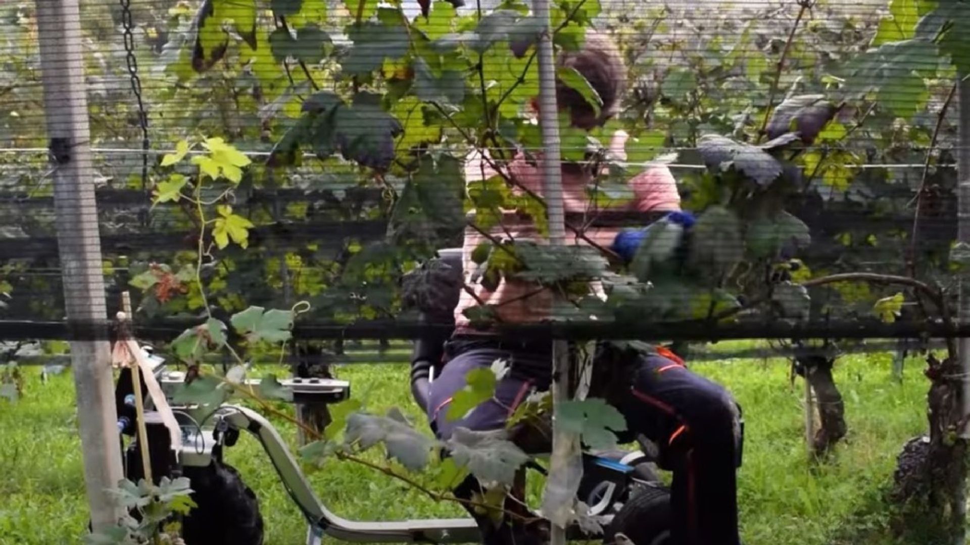 Esoschiena BCM tech Cuneo