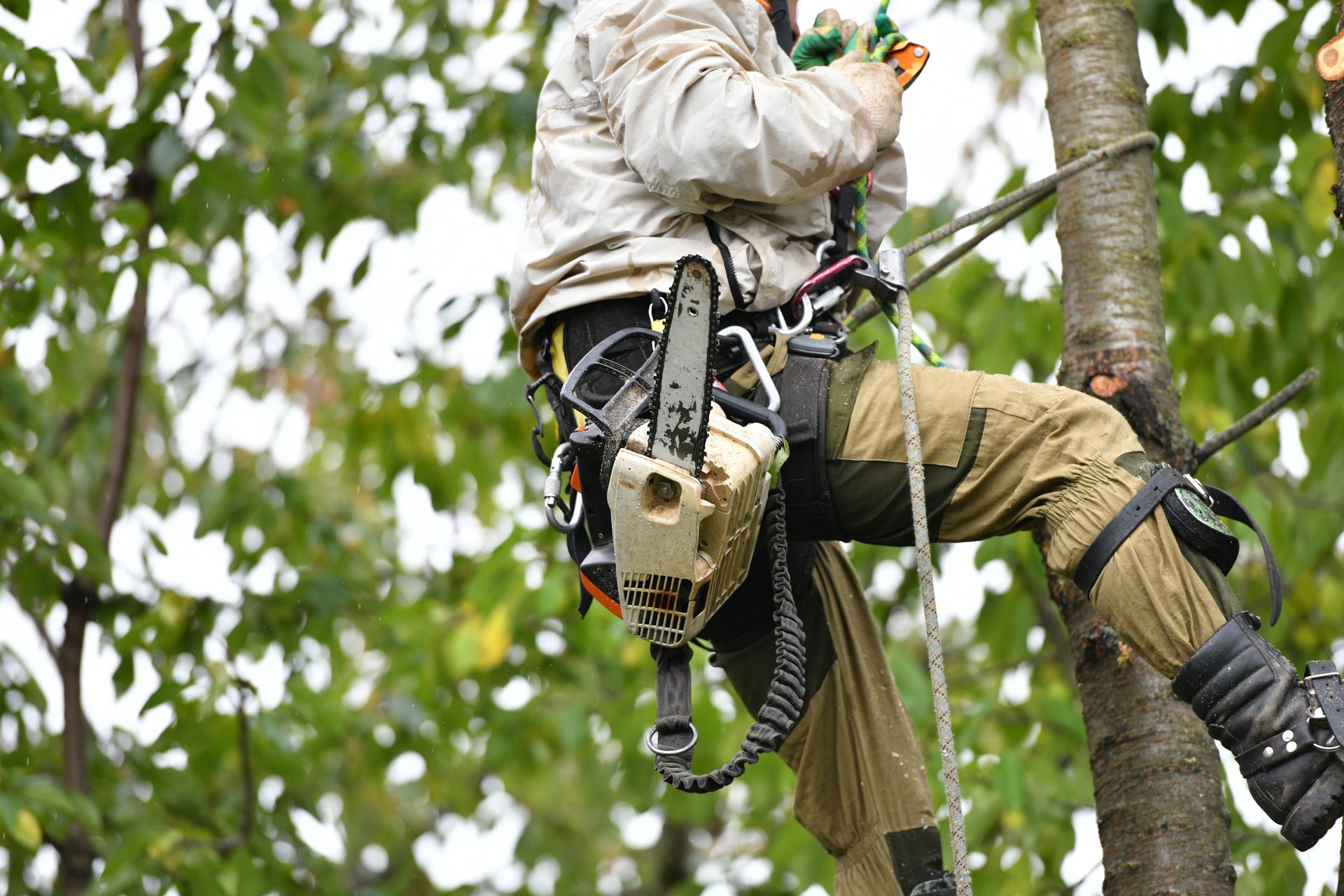 A man is climbing a tree with a chainsaw.