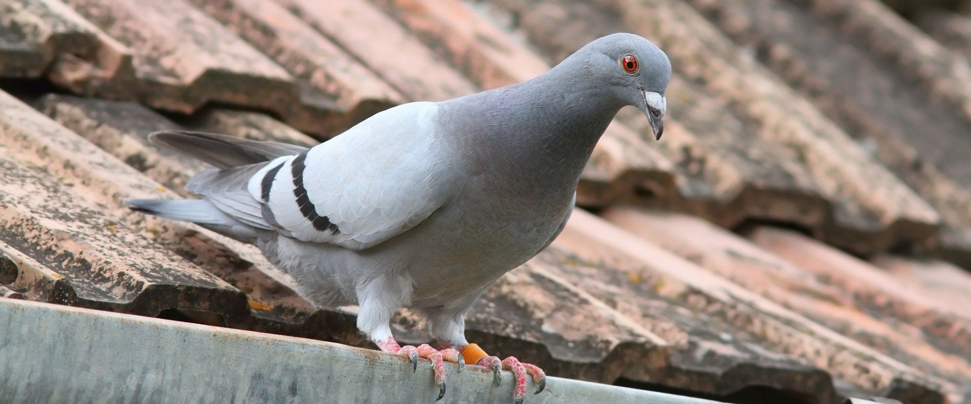Pigeon Control Methods