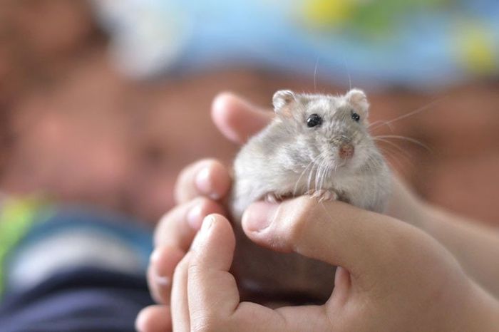 Kid holding a cute grey hamster, children and pets.