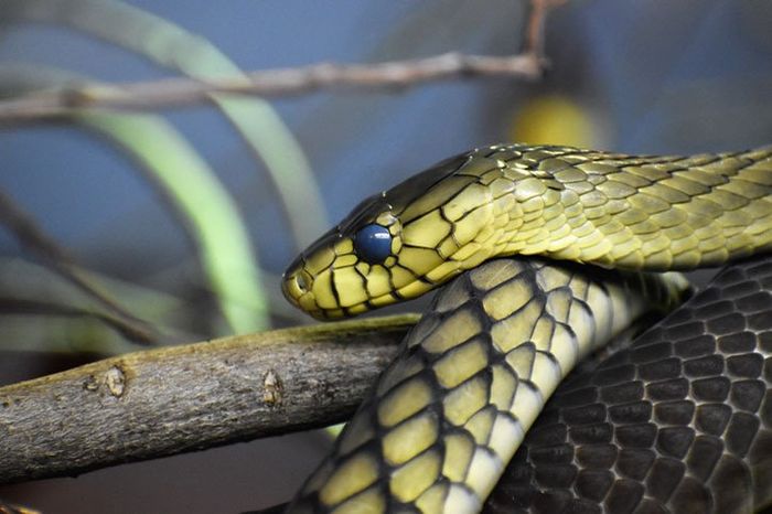 Black Mamba Snake Close-Up