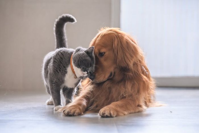 Short hair cat and golden retriever