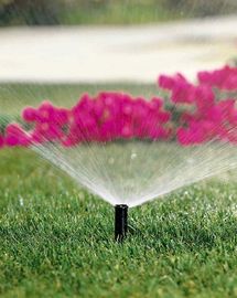 Stream — Pink Flower Behind  Sprinkler  in Greenville, SC