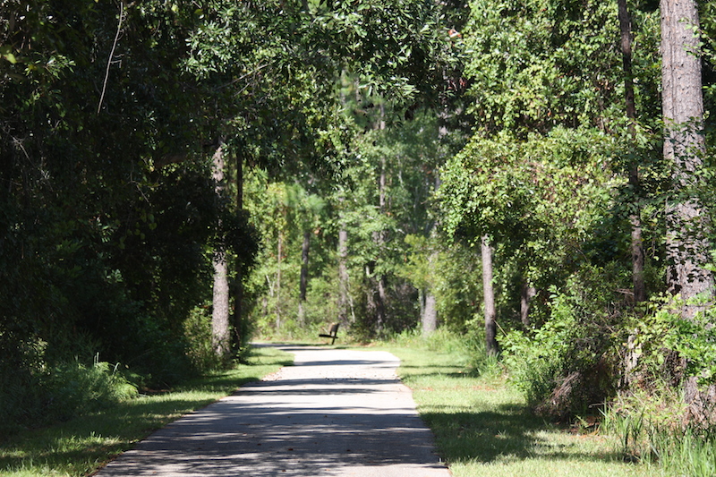 A trail going through a forest with trees on both sides