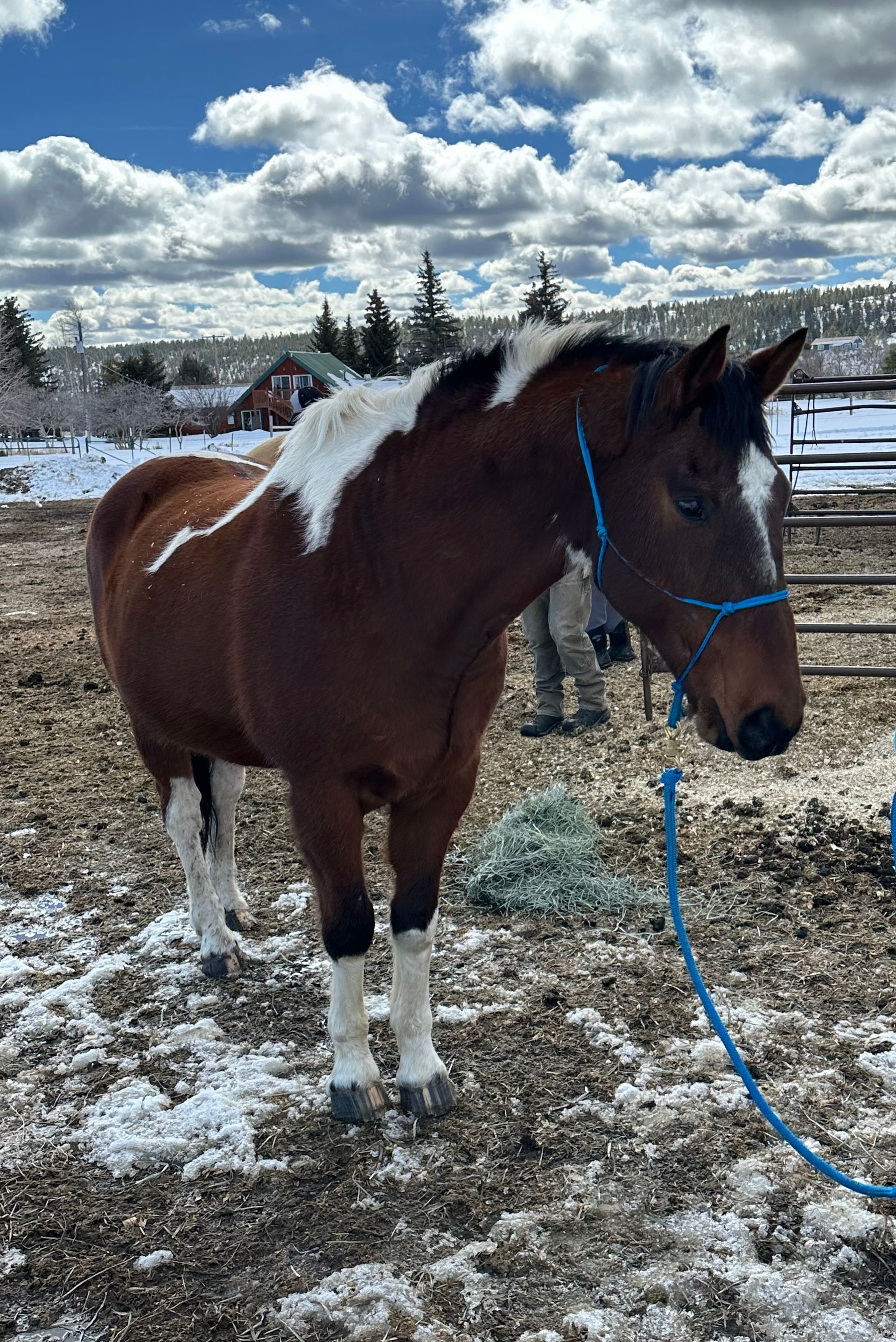 A brown horse standing in a field with snow on the ground