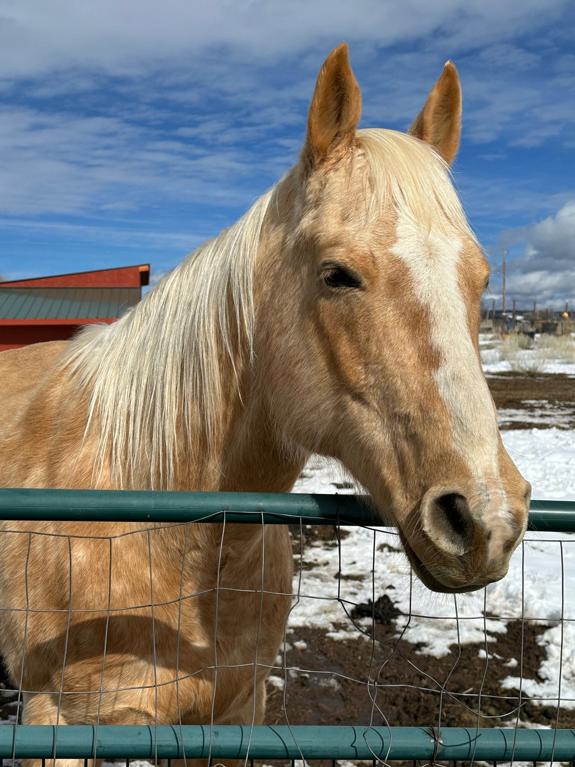 A close up of a horse behind a fence in the snow.
