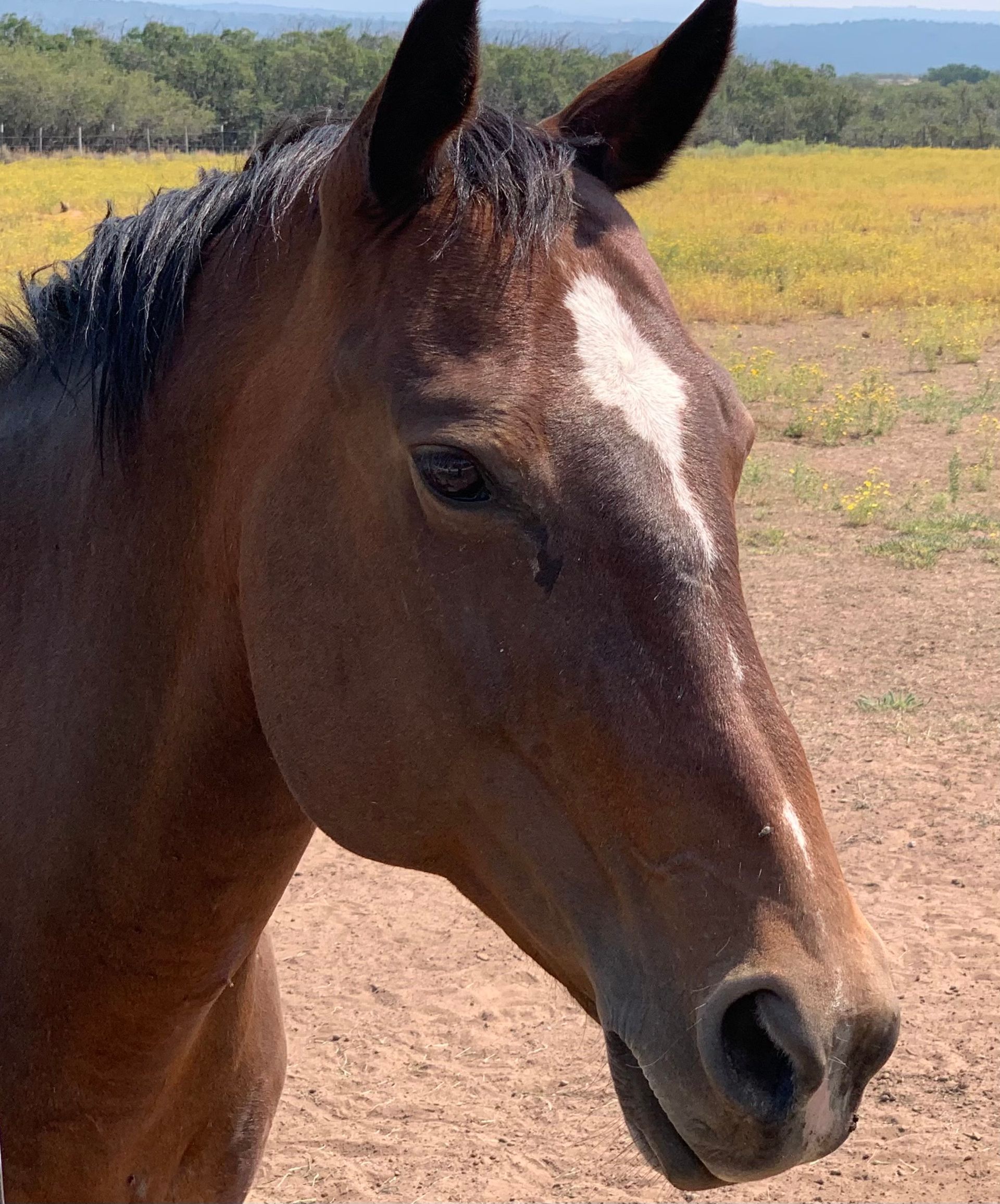 A brown horse standing next to a wire fence looking at the camera.