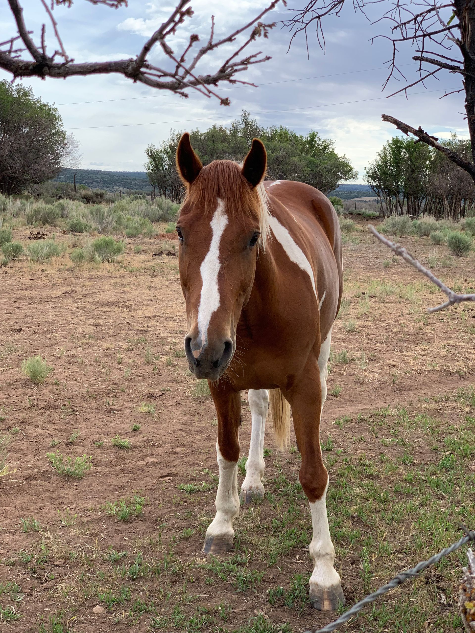 A brown and white horse is standing in a grassy field.