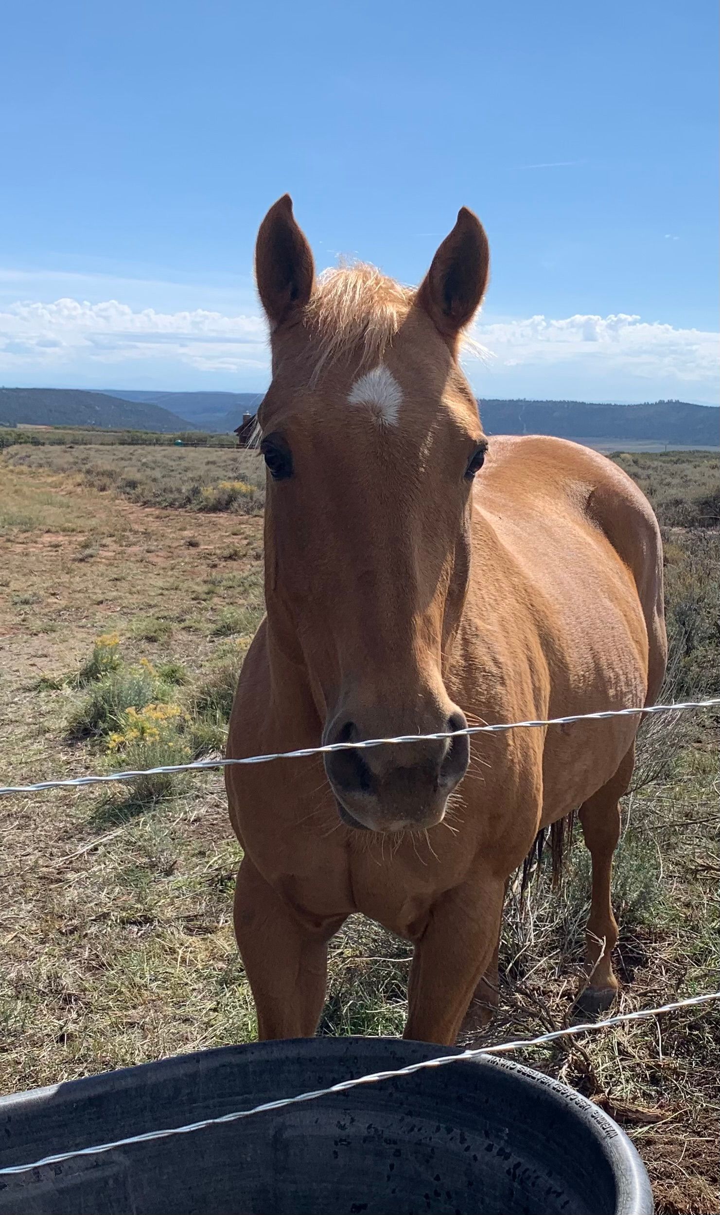 A brown horse standing behind a barbed wire fence in a field