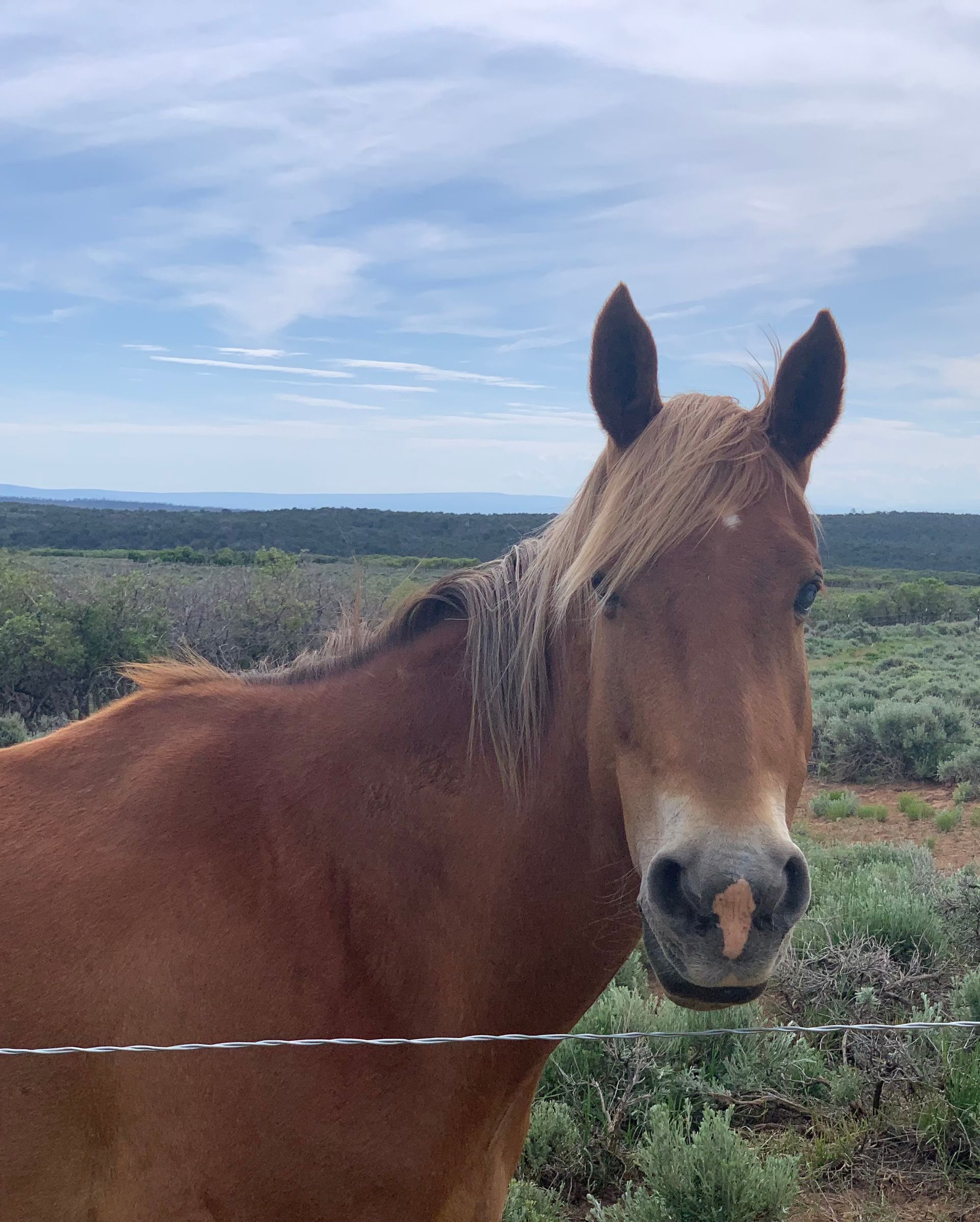A white horse is standing in a grassy field eating grass.