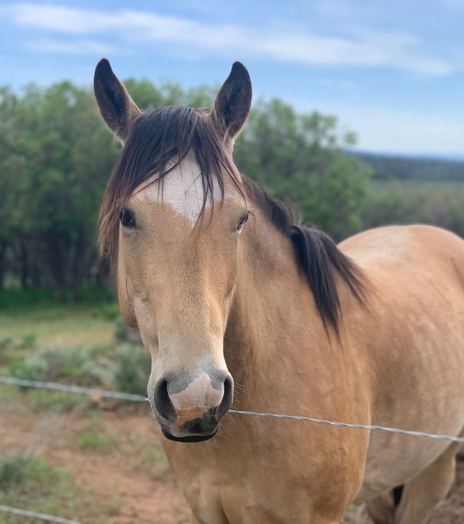 A brown horse with a white spot on its forehead