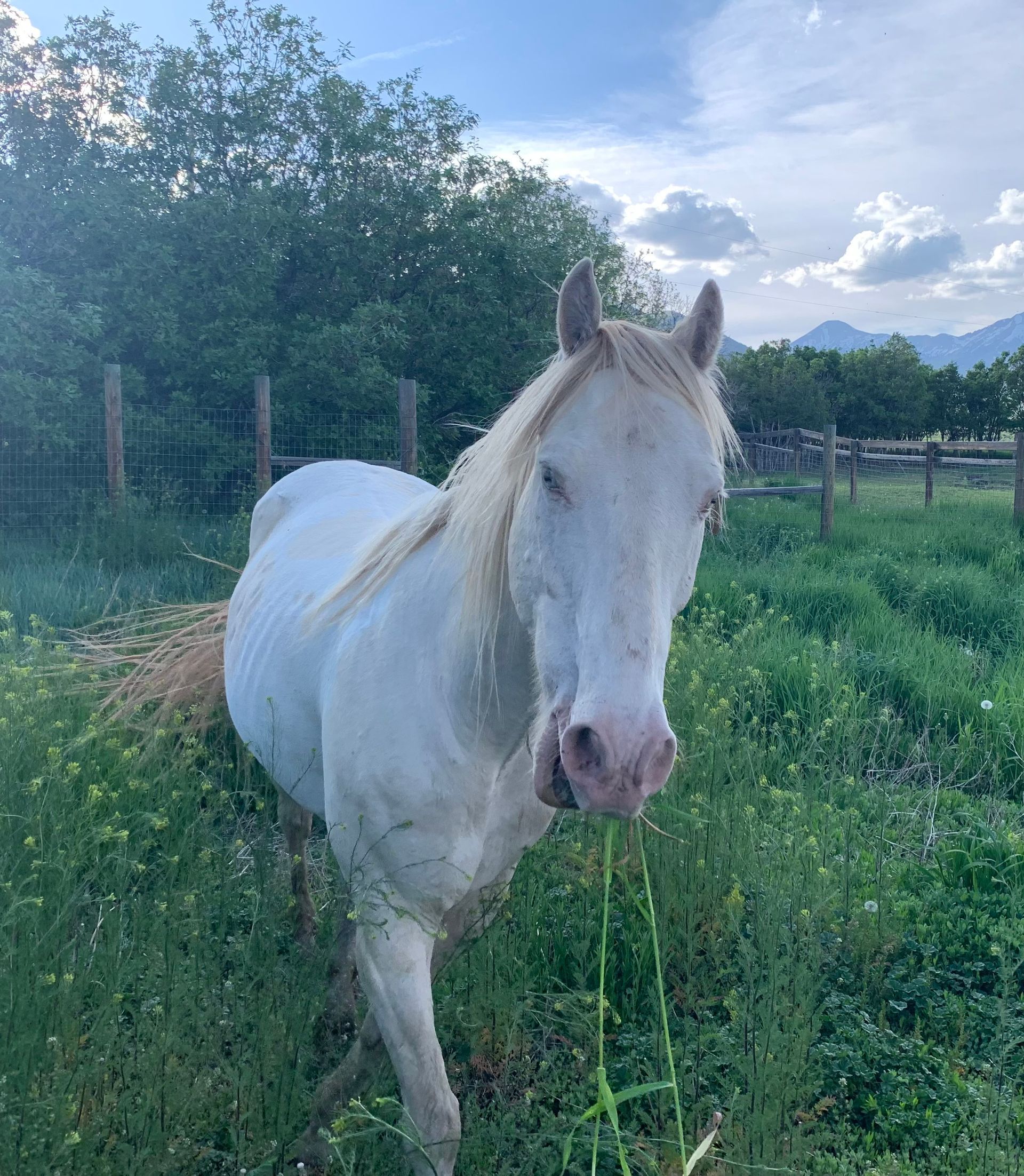A brown horse with a white spot on its head is standing in a field behind a barbed wire fence.