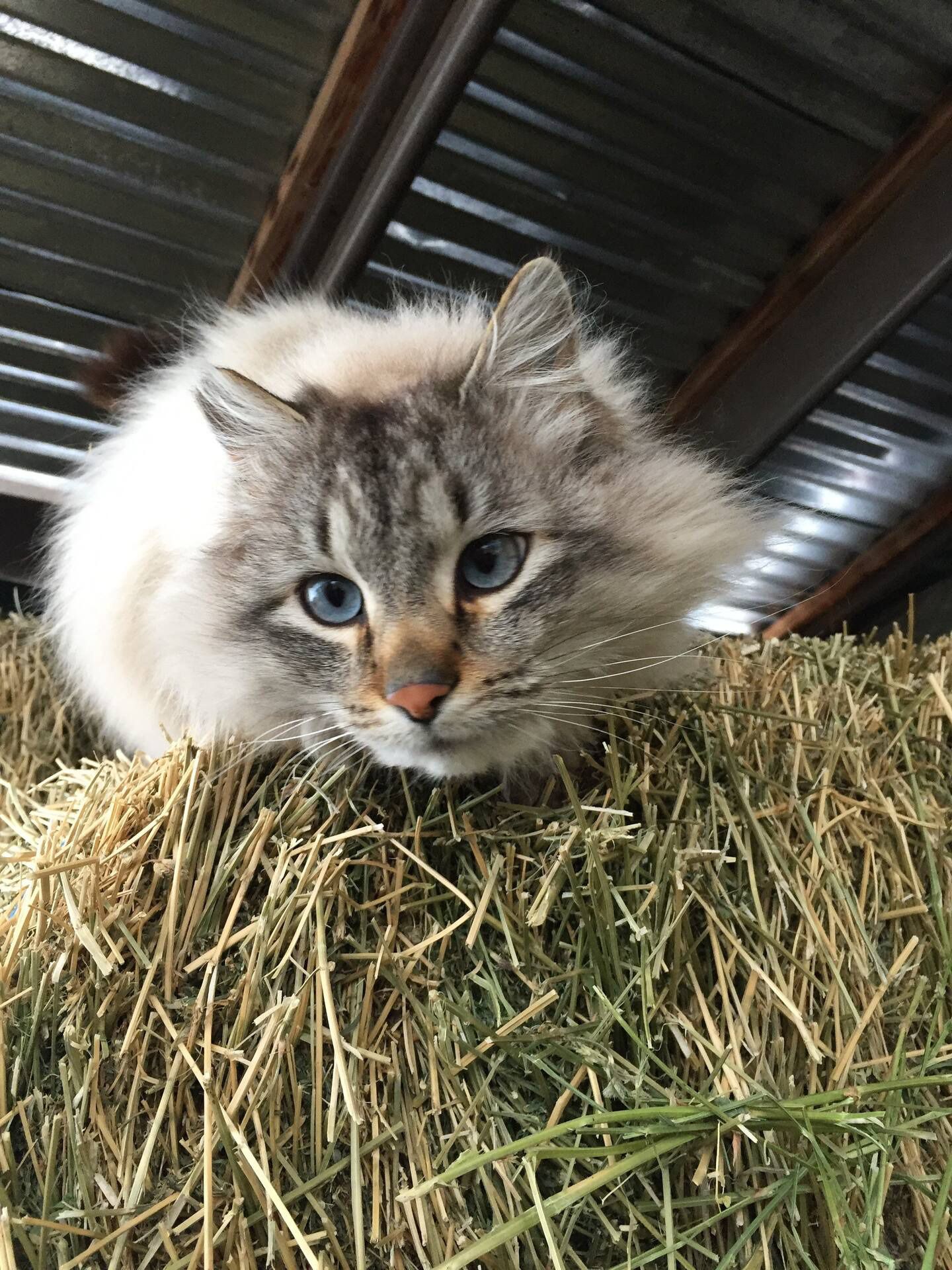 A cat is sitting on top of a bale of hay.