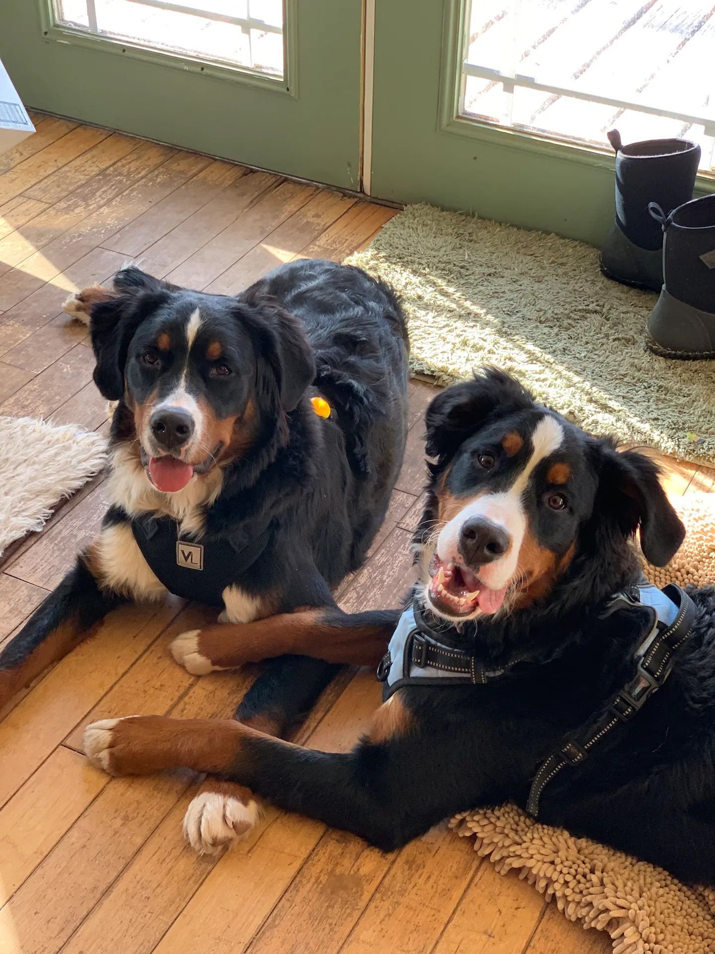 Two dogs are laying on a wooden floor next to each other.