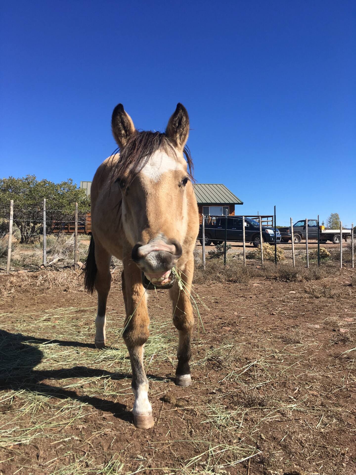 A brown horse with a white spot on its nose is standing in a dirt field.
