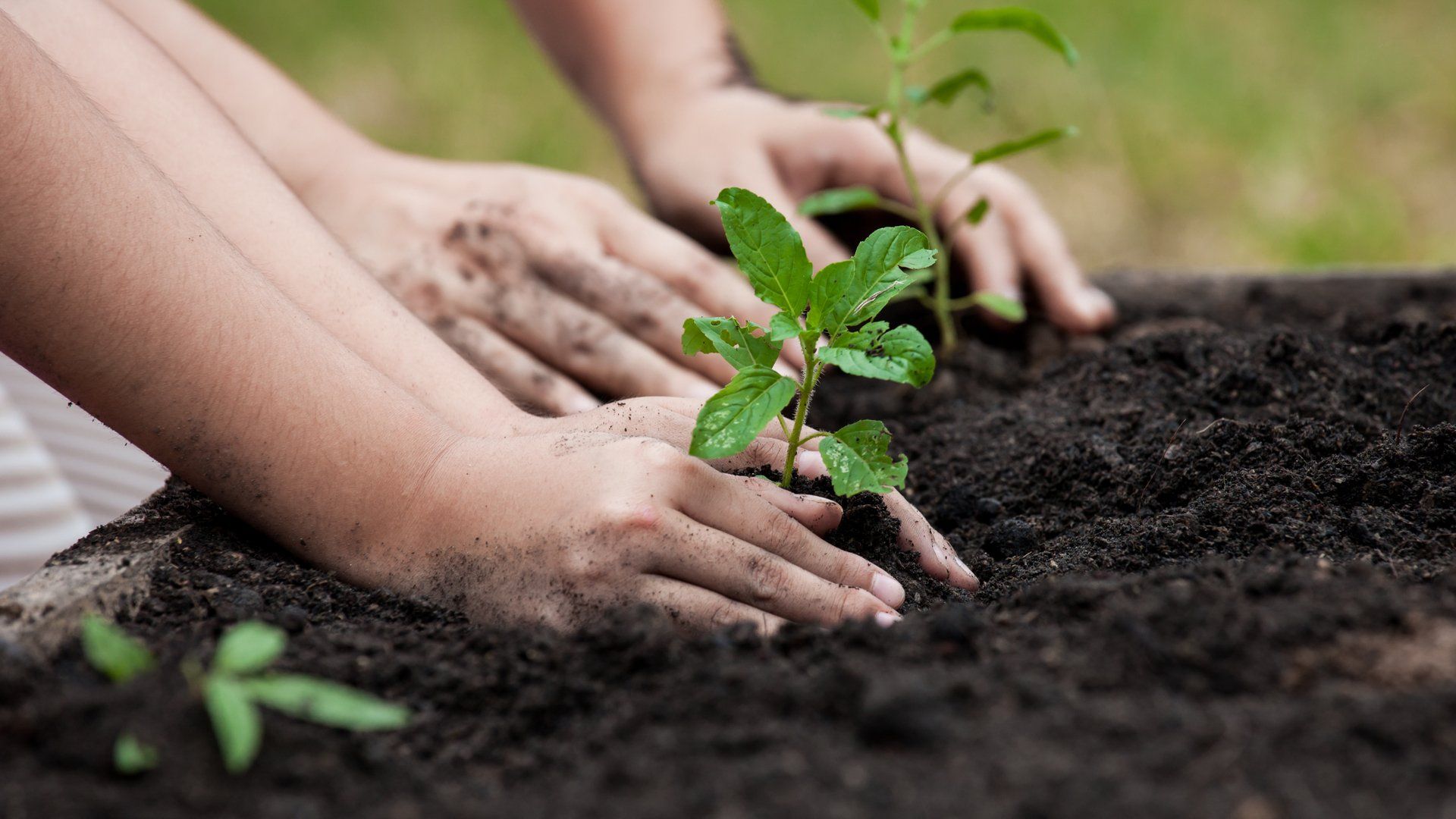 Tree Planting Service in Southampton, NJ | Edward and Sons Landscaping