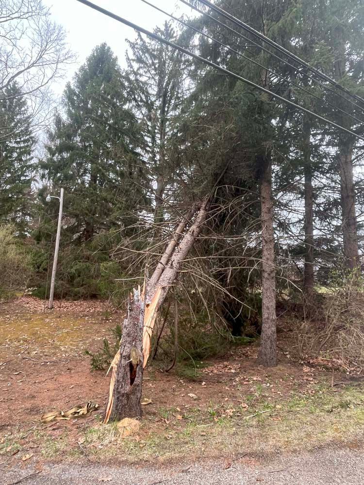 A tree that has fallen in the middle of a forest.