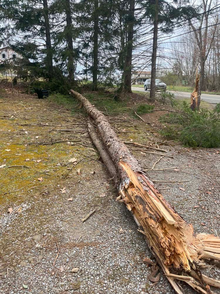 A large log is laying on the ground in the middle of a forest.