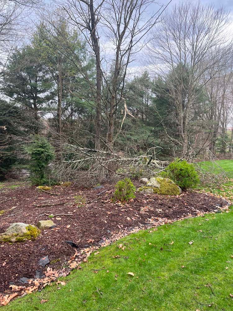A fallen tree in a yard with a lot of trees in the background.
