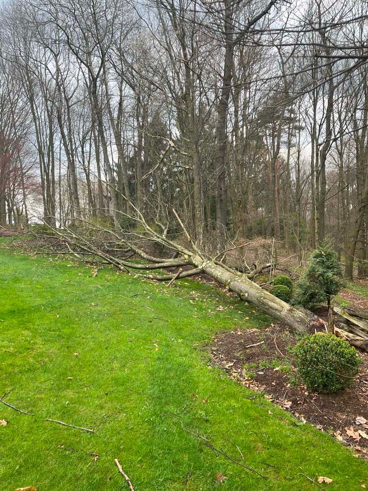 A fallen tree in a yard with trees in the background.