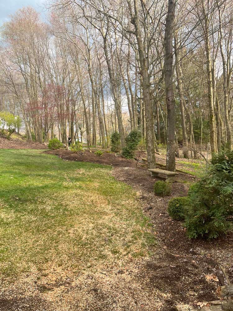 A lush green field surrounded by trees and bushes on a sunny day.