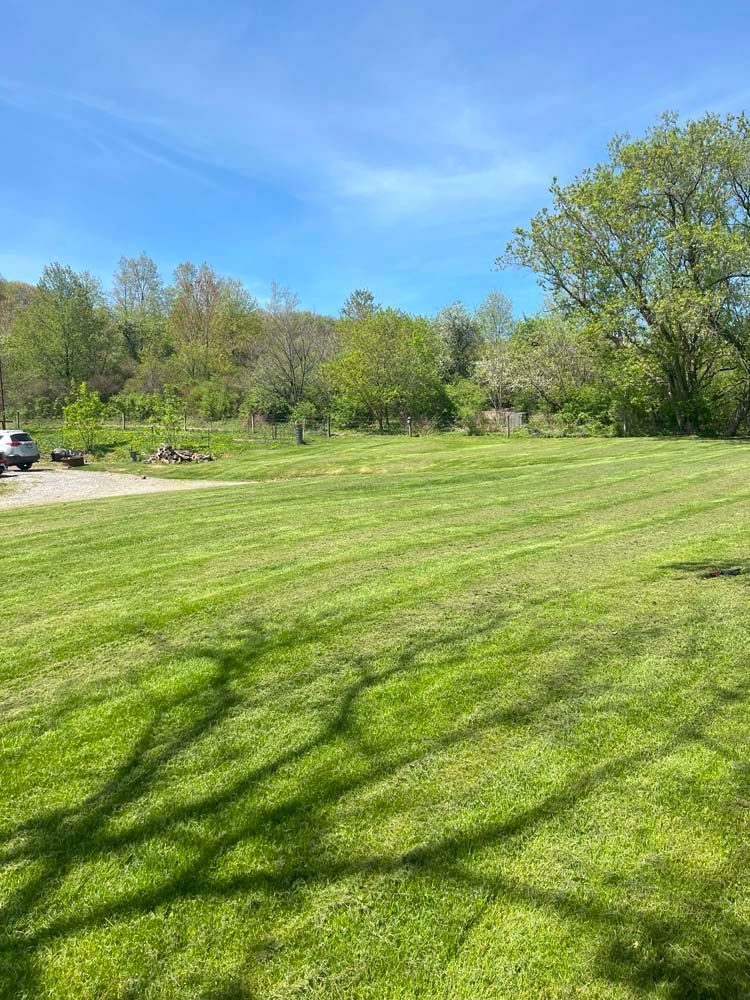 A large lush green field with trees in the background on a sunny day.