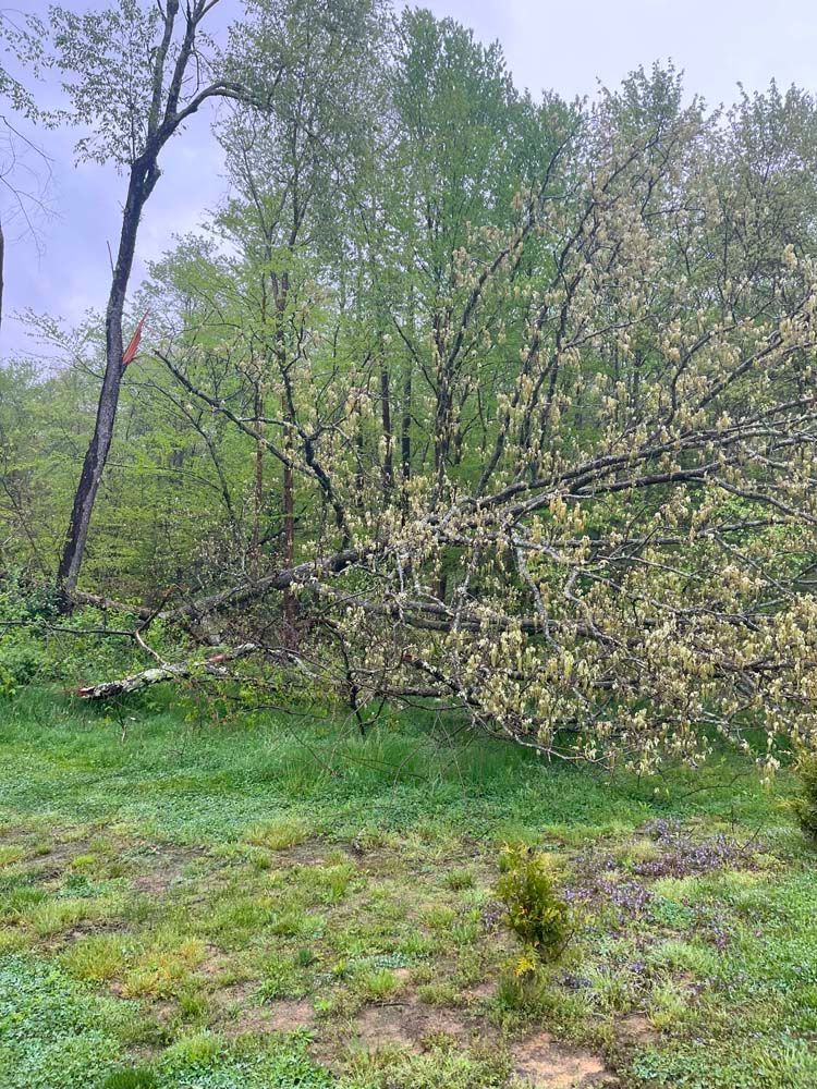 A tree that has fallen in the middle of a field.