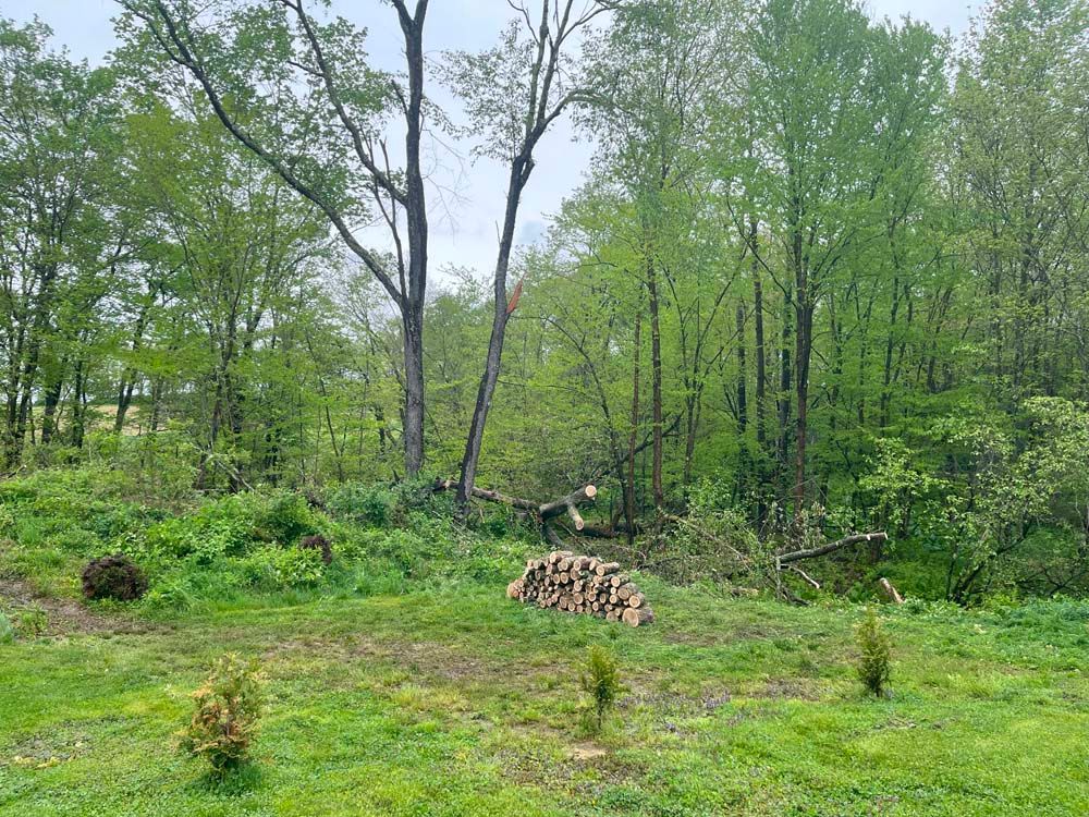 A pile of logs is sitting in the middle of a field surrounded by trees.