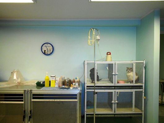 stanza per ricovero di animali in day hospital