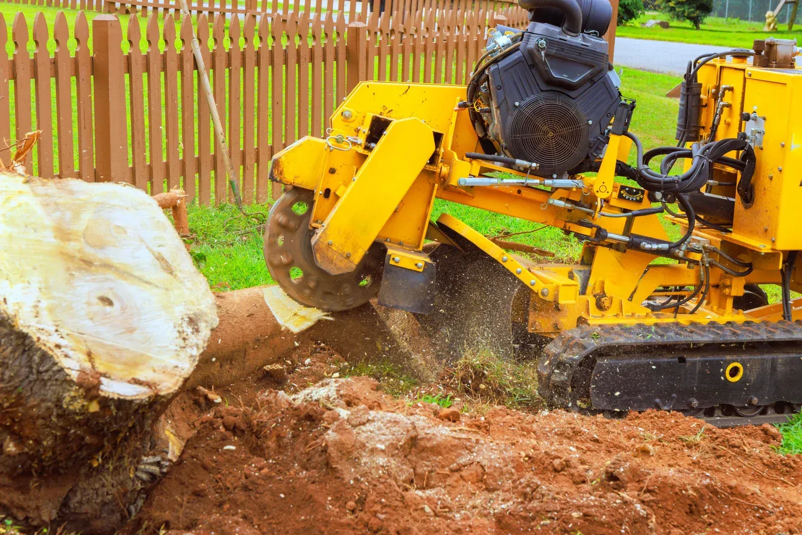 Yellow stump grinder grinding a tree stump in a yard, wood chips flying, fence in background.