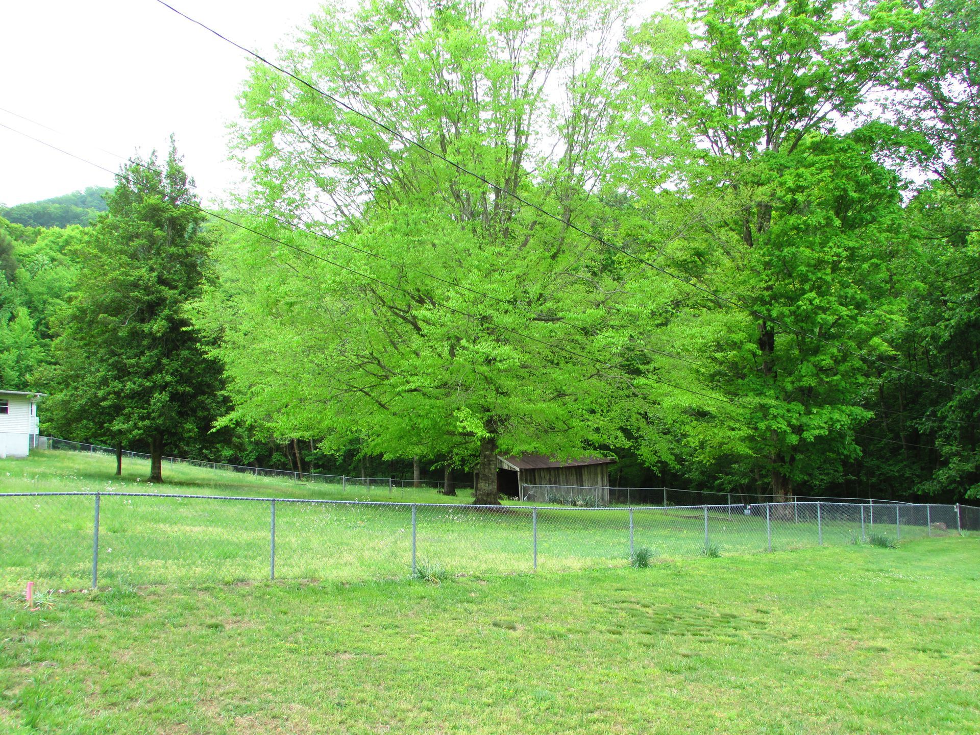 Bright green trees behind a chain-link fence in a grassy yard.