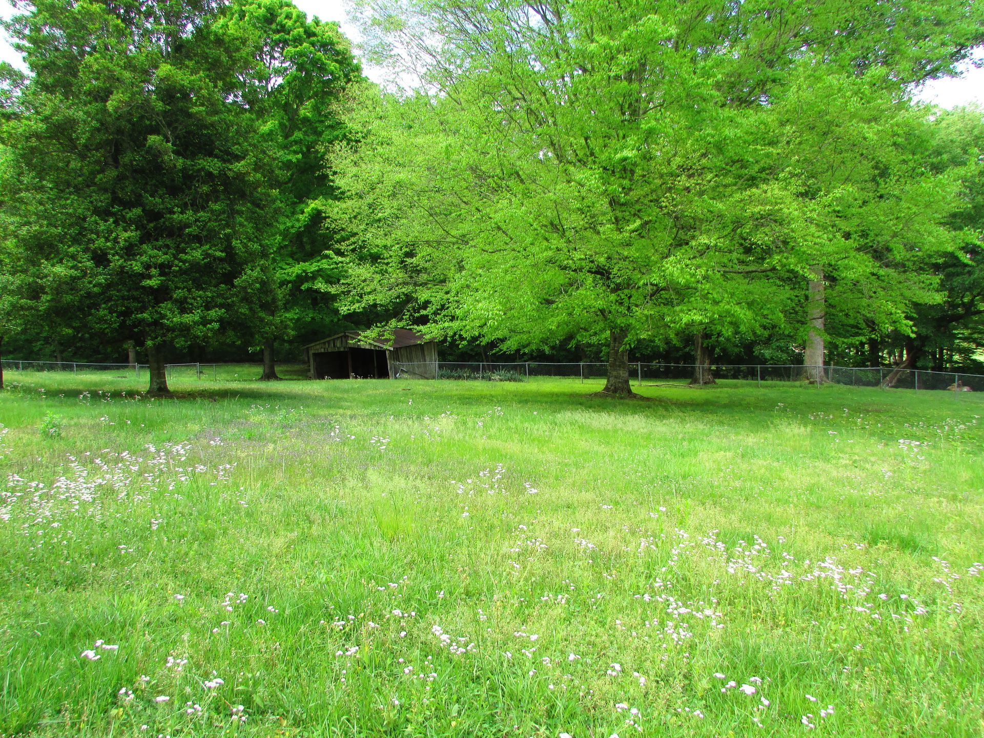 Green park meadow with trees and scattered white flowers.