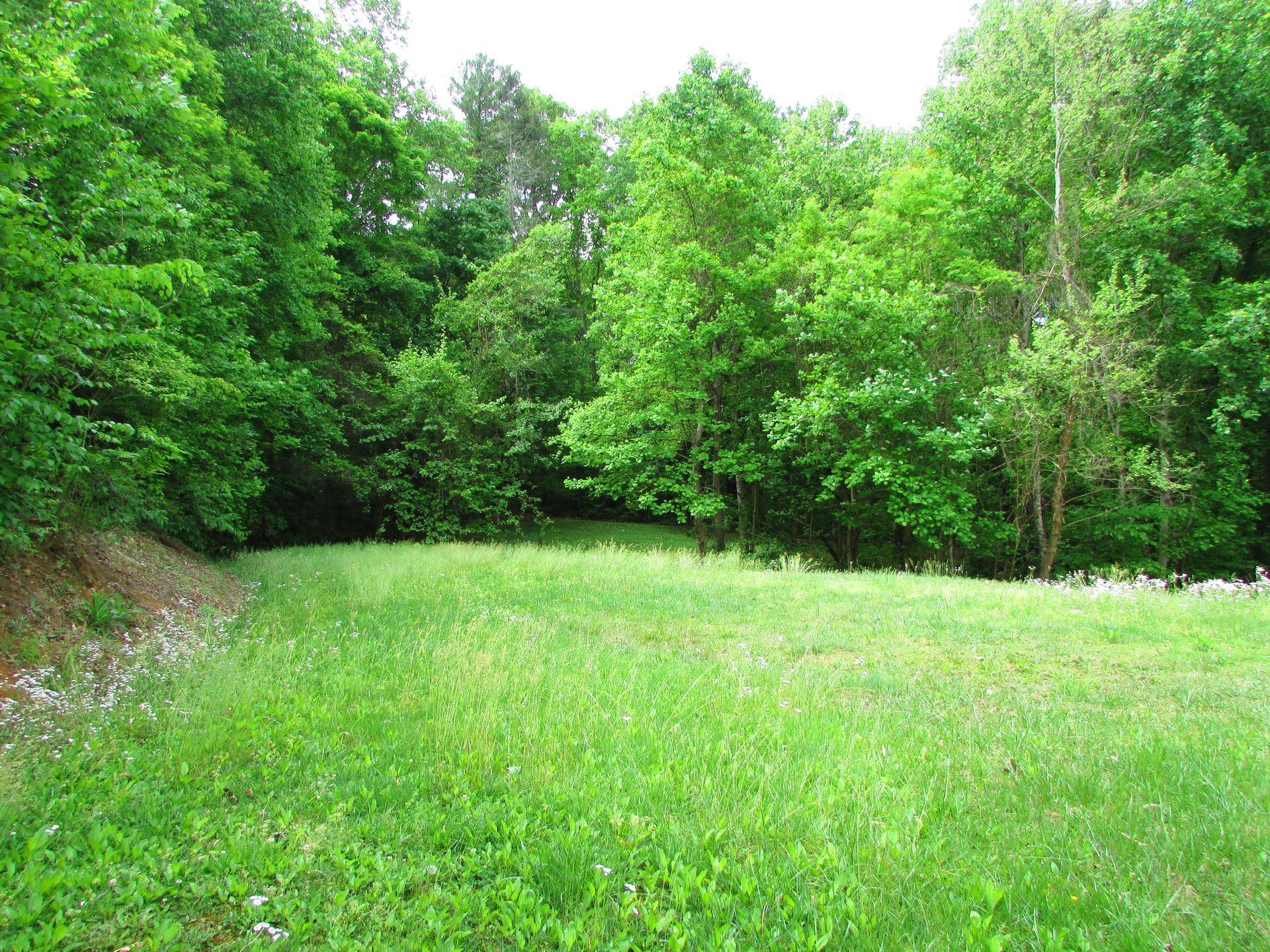 Grassy clearing surrounded by dense green trees in a forested area