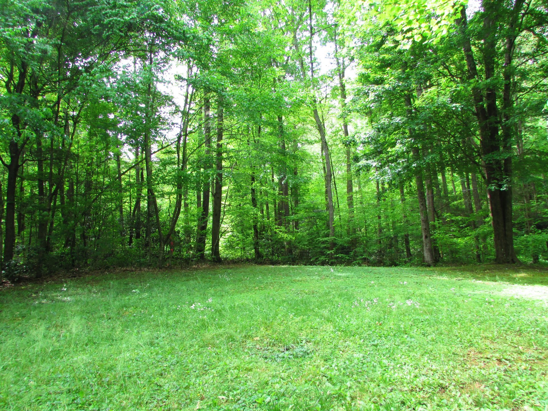 Sunny green forest clearing with lush grass and tall trees in the background