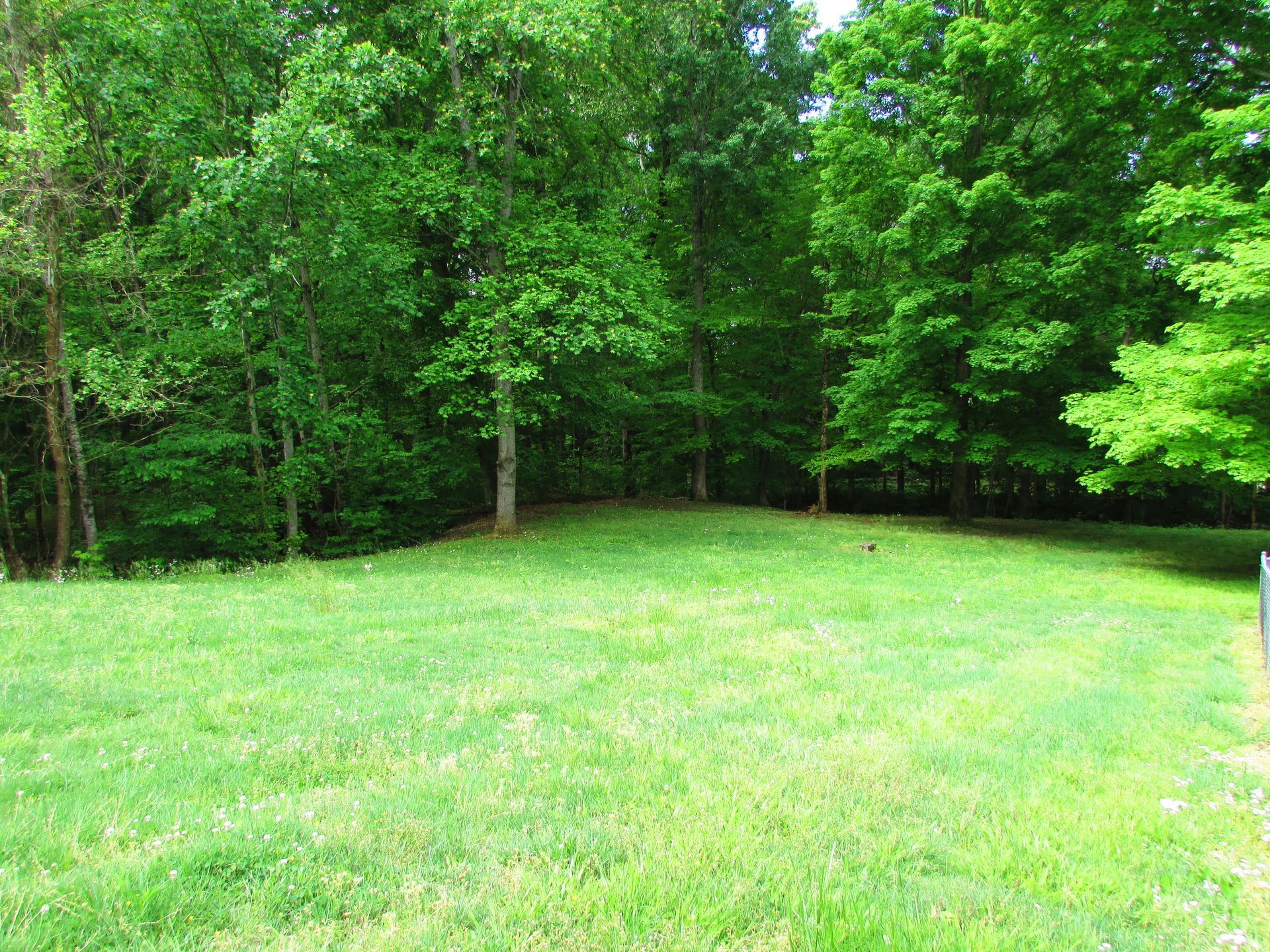 Grassy clearing surrounded by dense green trees in a wooded area
