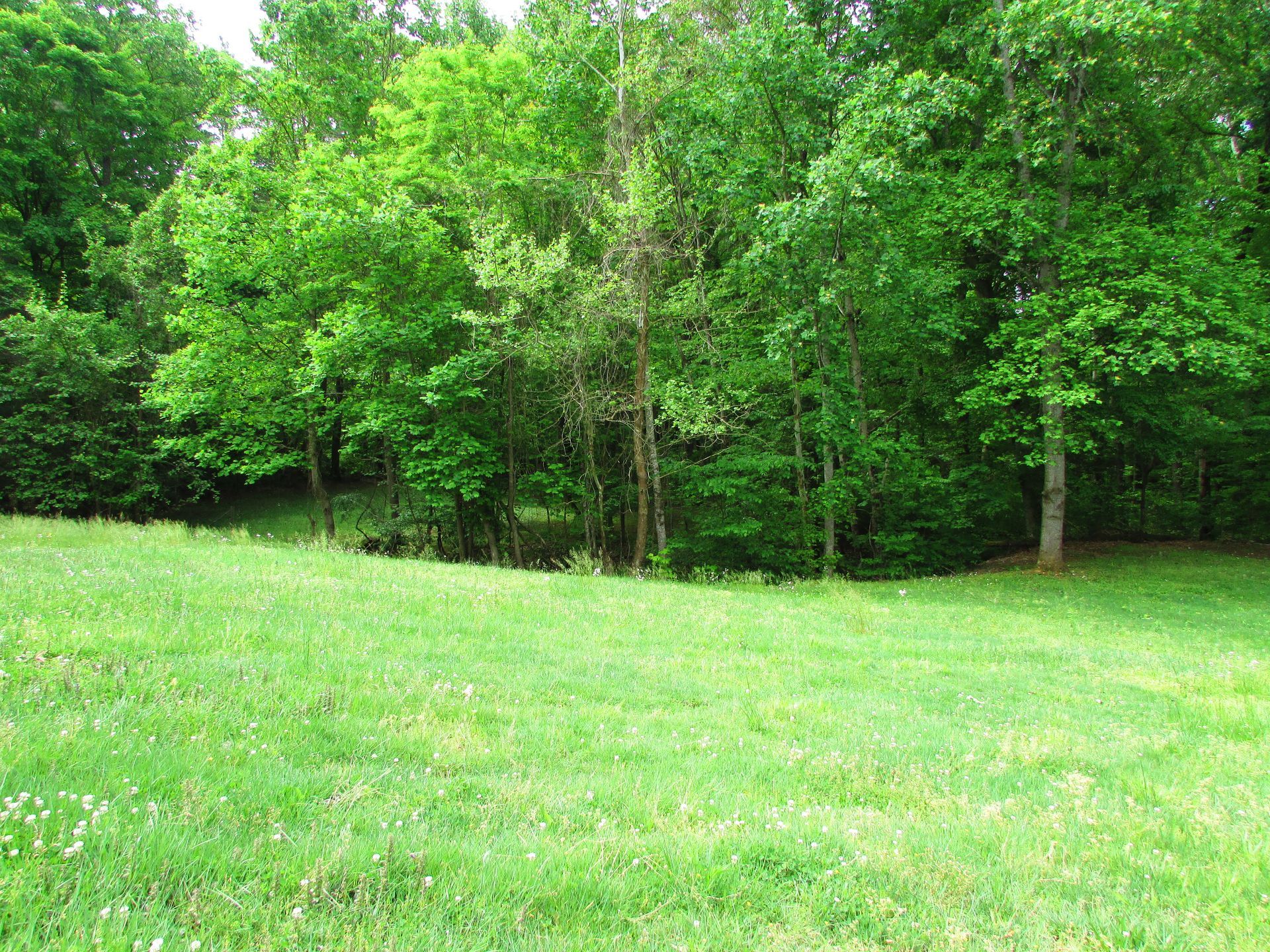 Grassy clearing beside dense green trees in a wooded area