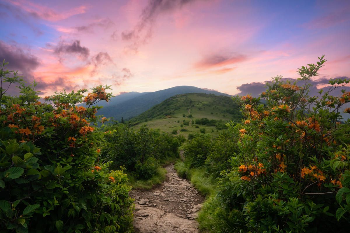 A dirt path leading to a large Appalachian Mountain with a sunset in the background in Roan Mountain Tennessee