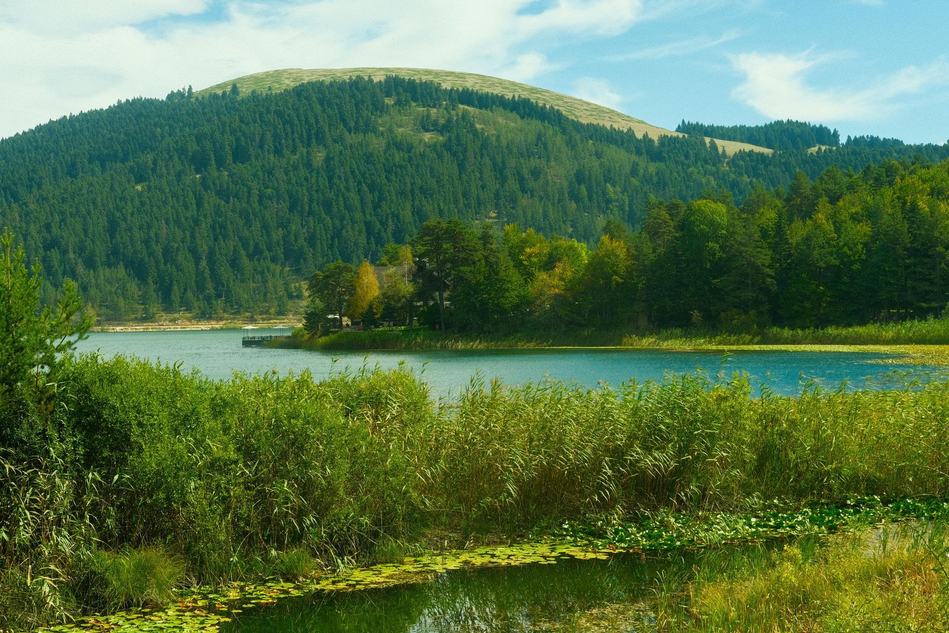 Lake with green reeds, blue water, and a forested mountain in the background.