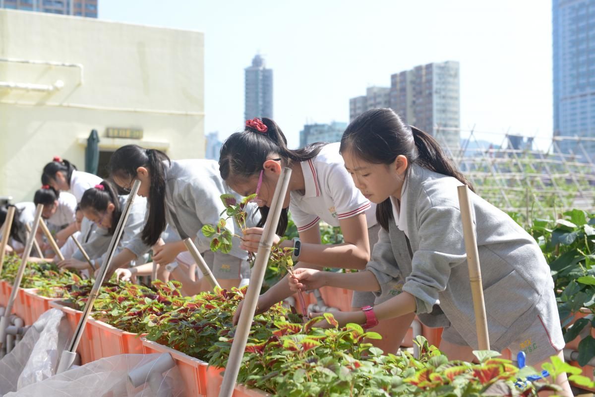 保良局陳守仁小學– 香港的空中農圃