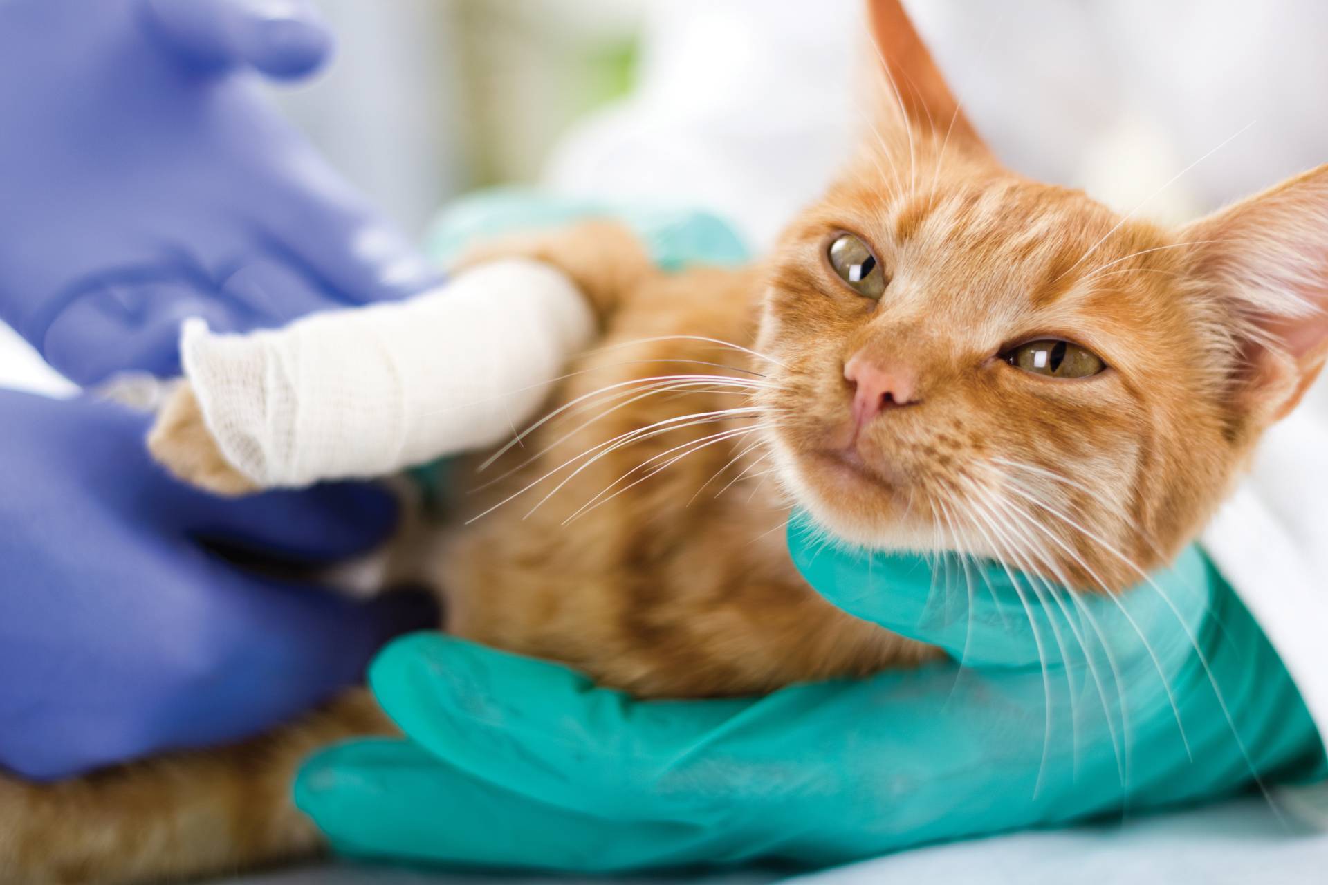 primi piatti di pesce