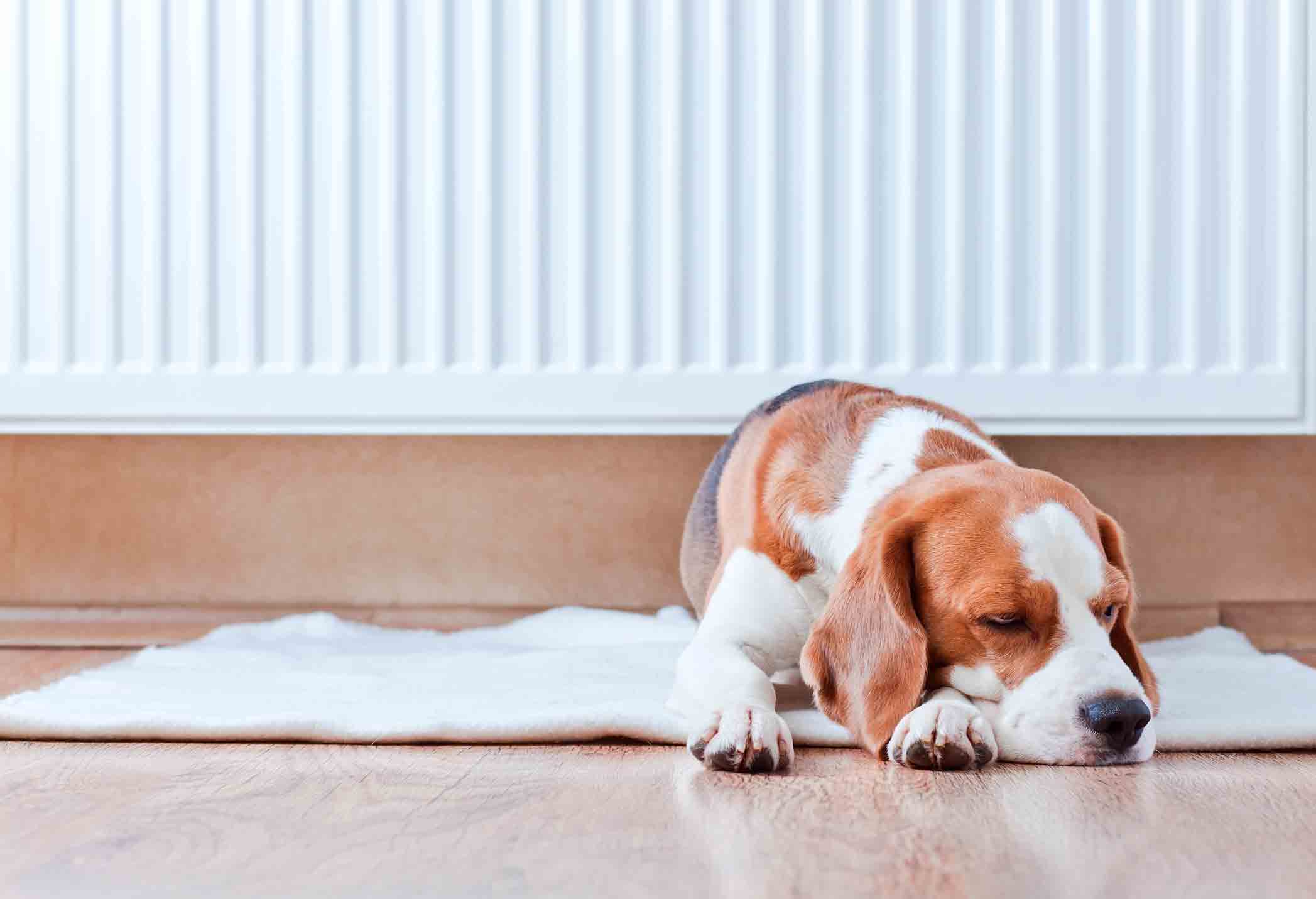 dog sleeping on a wooden floor