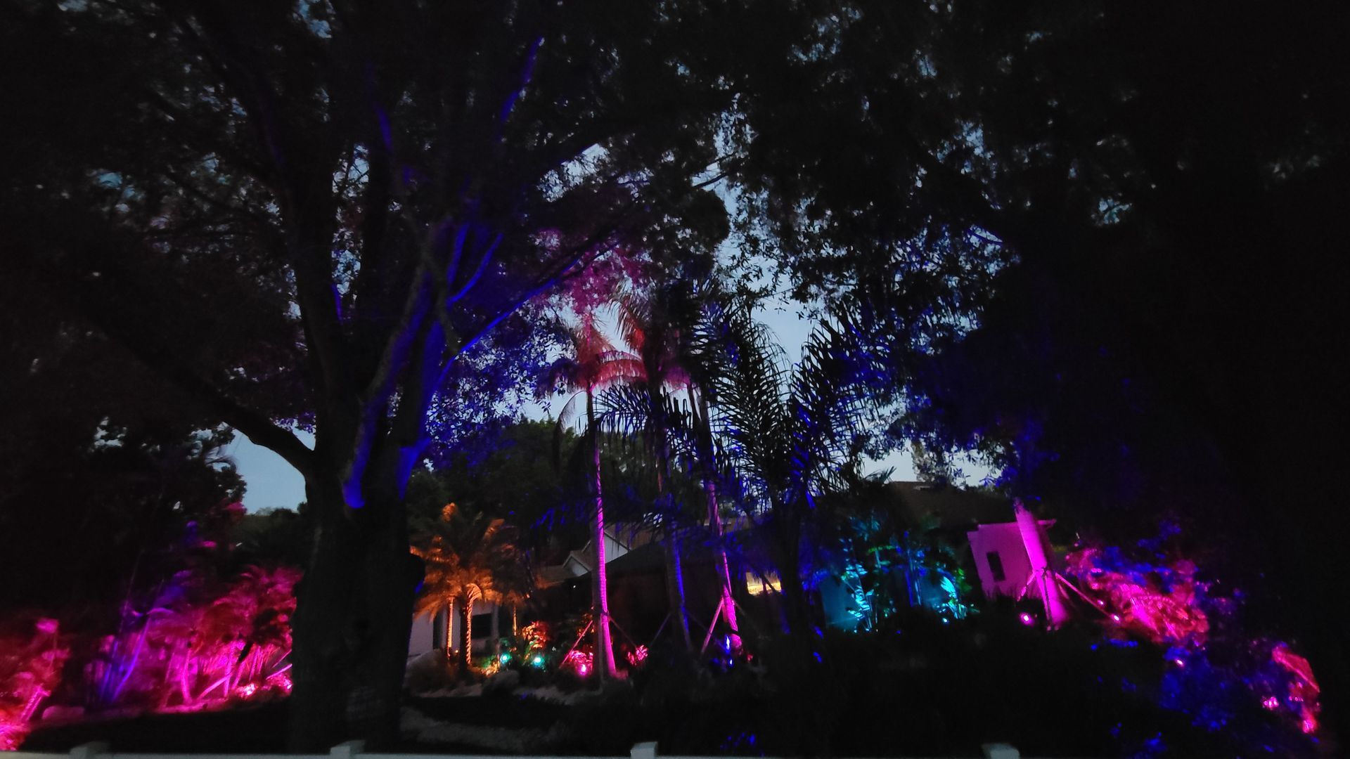 A tree is lit up with purple and blue lights at night.