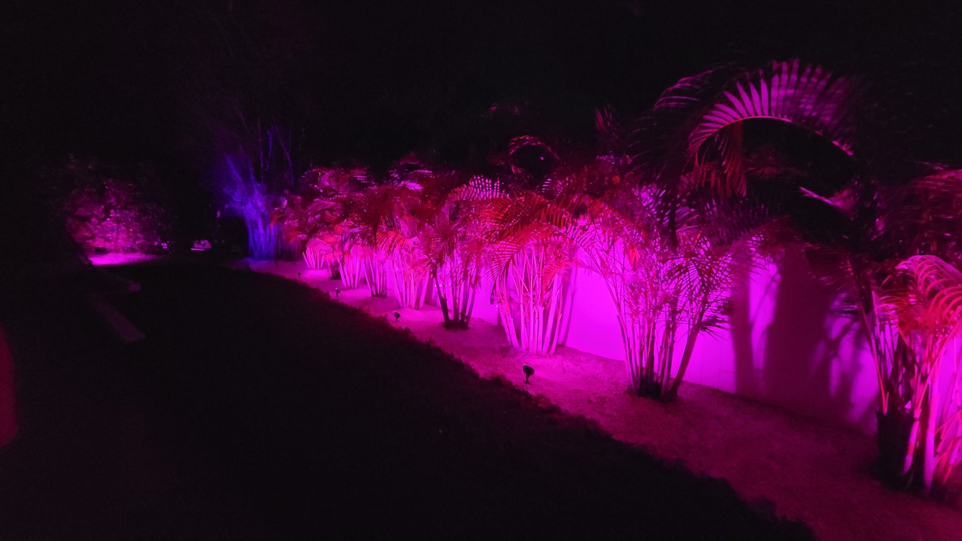 A row of palm trees are lit up with pink lights at night.
