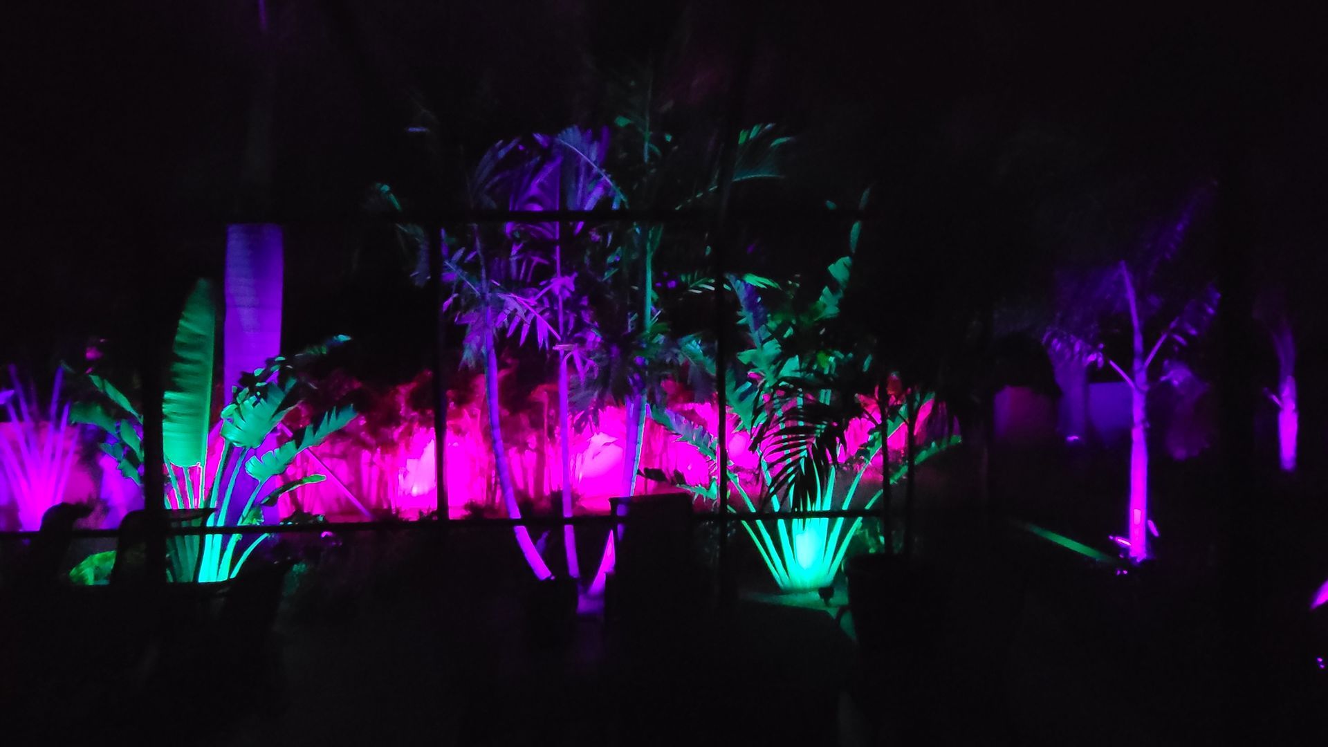 The trees are lit up with purple and green lights at night.
