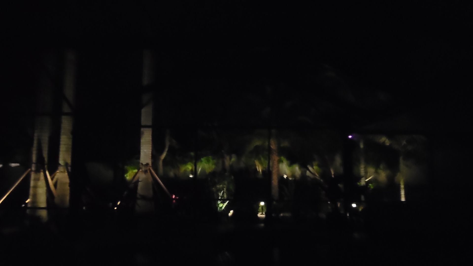 A group of palm trees are lit up at night in a dark forest.